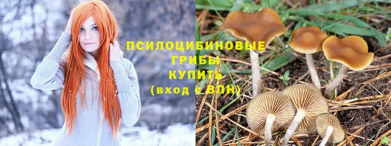 Галлюциногенные грибы Magic Shrooms  Краснознаменск 